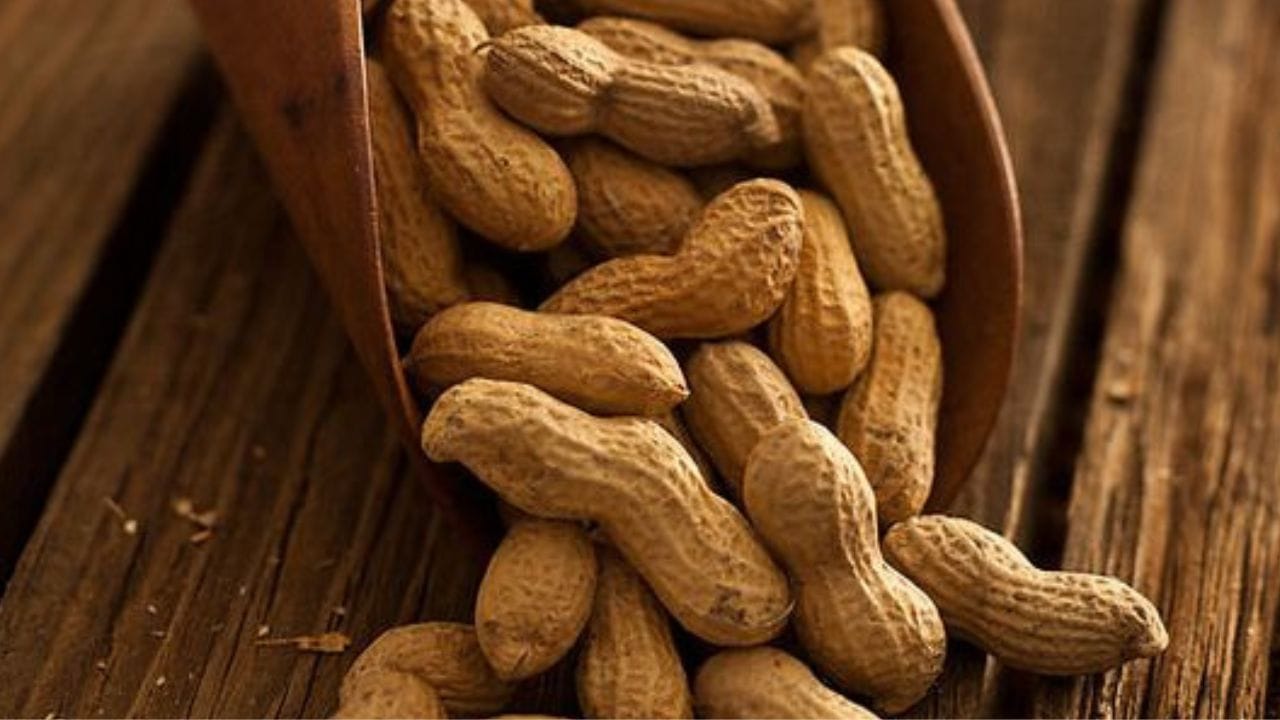 শীতে নিয়মিত খান একমুঠো চিনাবাদাম, দূরে পালাবে সব রোগভোগ Bengali News