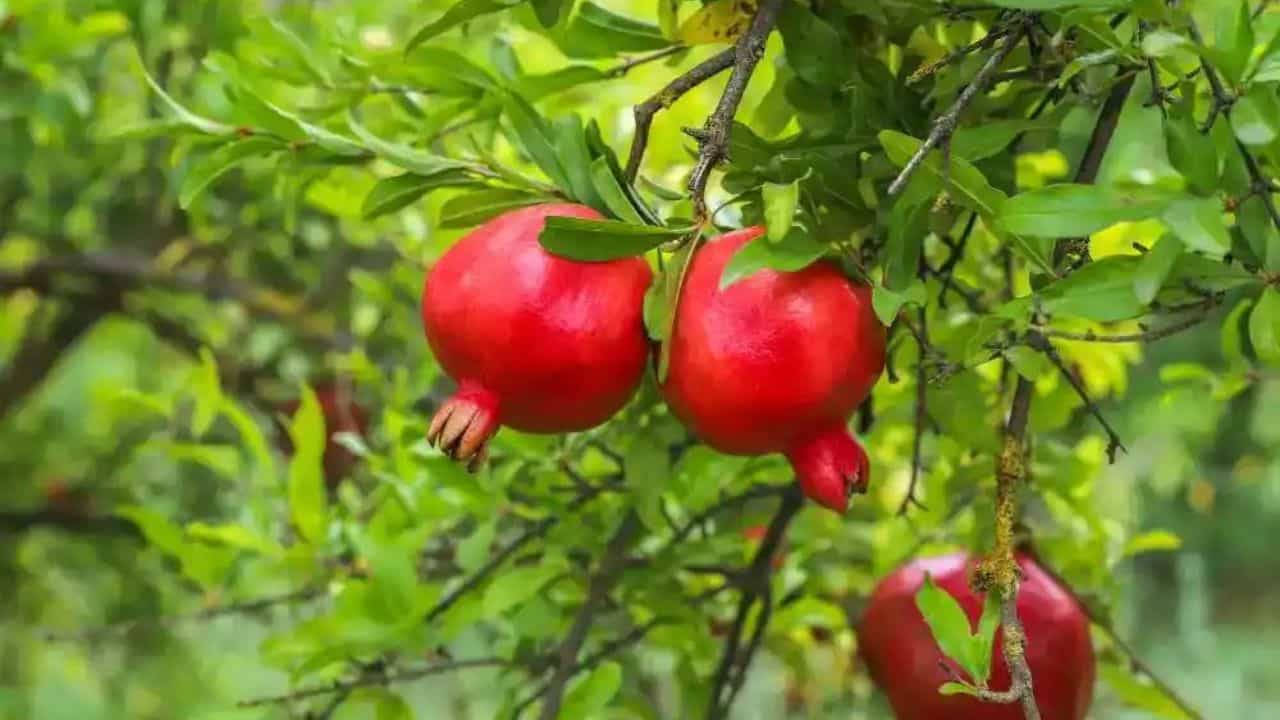 হিন্দুদের বাড়িতে তুলসী গাছ থাকবে না, এমনটা কখনও দেখা যায় না। তবে অনেকেই বাড়িতে সুন্দর সুন্দর গাছ লাগান। তার মধ্যে মানি প্ল্যান্ট একটি অন্যতম। তবে আরও গাছ পুঁতে থাকেন, যেগুলি আবার বাস্তুশাস্ত্র অনুযায়ী। কথিত আছে, পরিশ্রম করলে কেষ্ট মেলে।