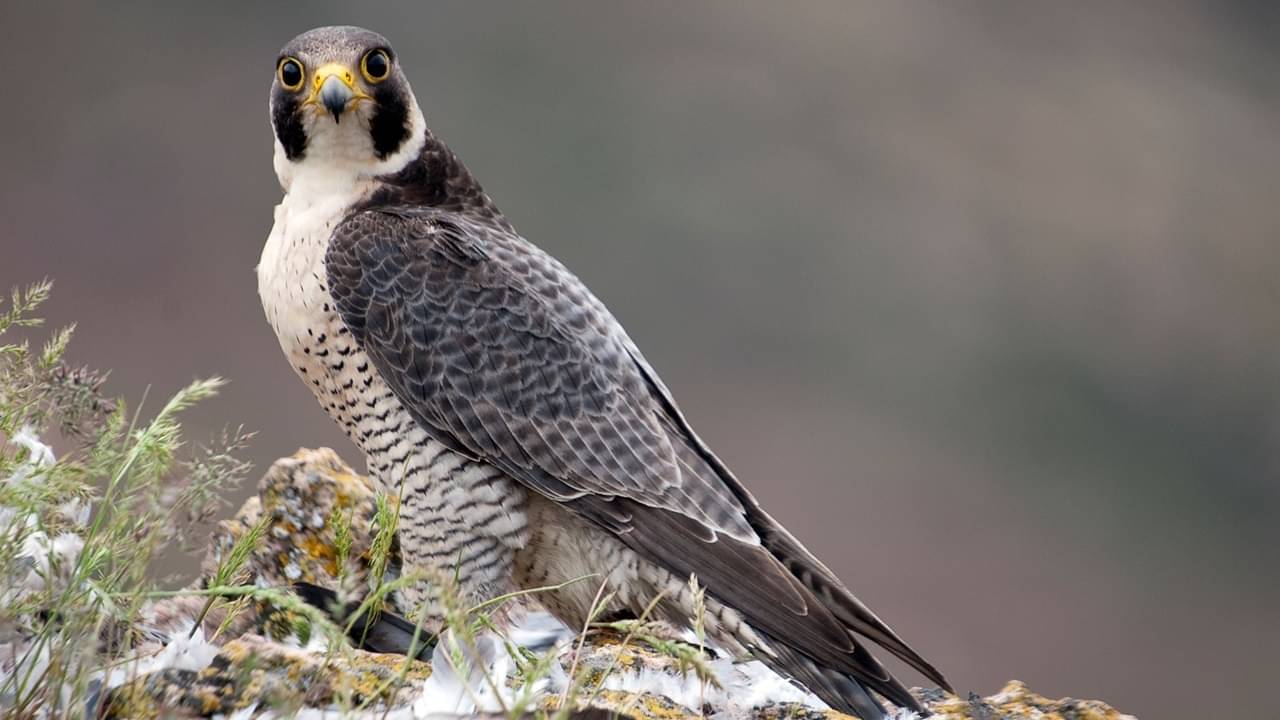 বাজপাখি থেকে চিতা, সবাই এই প্রাণীর কাছে নস্যি! শিকার ধরে রকেট গতিতে