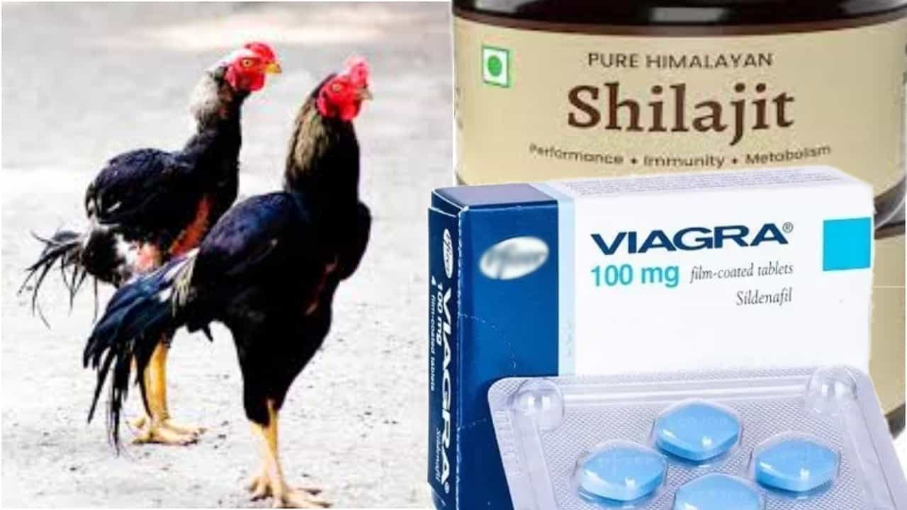 Andhra Pradesh: মোরগরা খাচ্ছে ভায়াগ্রা-শিলাজিৎ! ঝিমিয়ে পড়লে লড়বে কে? Andhra Pradesh: মোরগরা খাচ্ছে ভায়াগ্রা-শিলাজিৎ! ঝিমিয়ে পড়লে লড়বে কে?