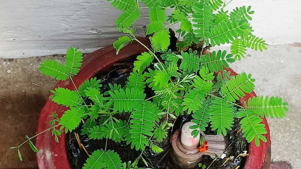Planting tips: তুলসীর মতোই রোজ দেন জল! তবে এই গাছে এদিন জল দিলেই উপকার পাবেন হাজারগুণ! Planting tips: তুলসীর মতোই রোজ দেন জল! তবে এই গাছে এদিন জল দিলেই উপকার পাবেন হাজারগুণ!