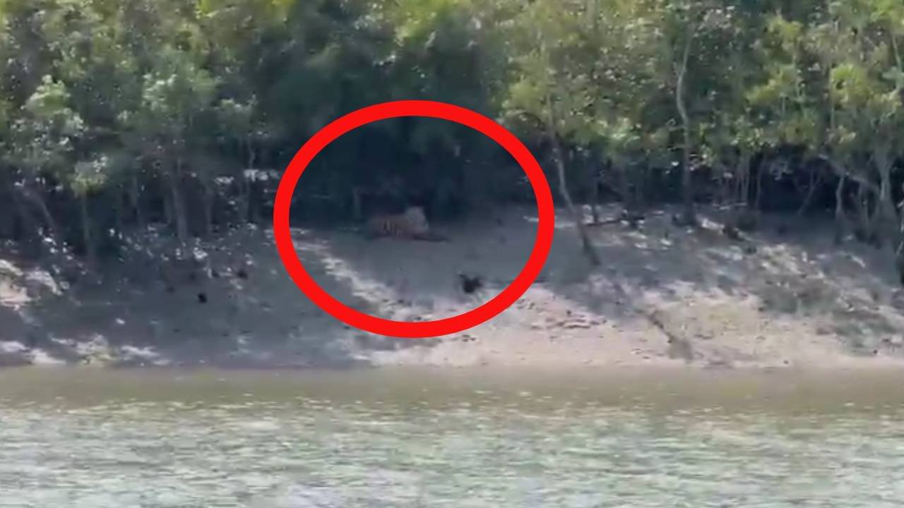 Royal Bengal Tiger: জঙ্গল থেকে বেরিয়ে নদীর পাড়ে বসে বাঘ, সুন্দরবনের রয়্যাল বেঙ্গল দেখলেন পর্যটকরা