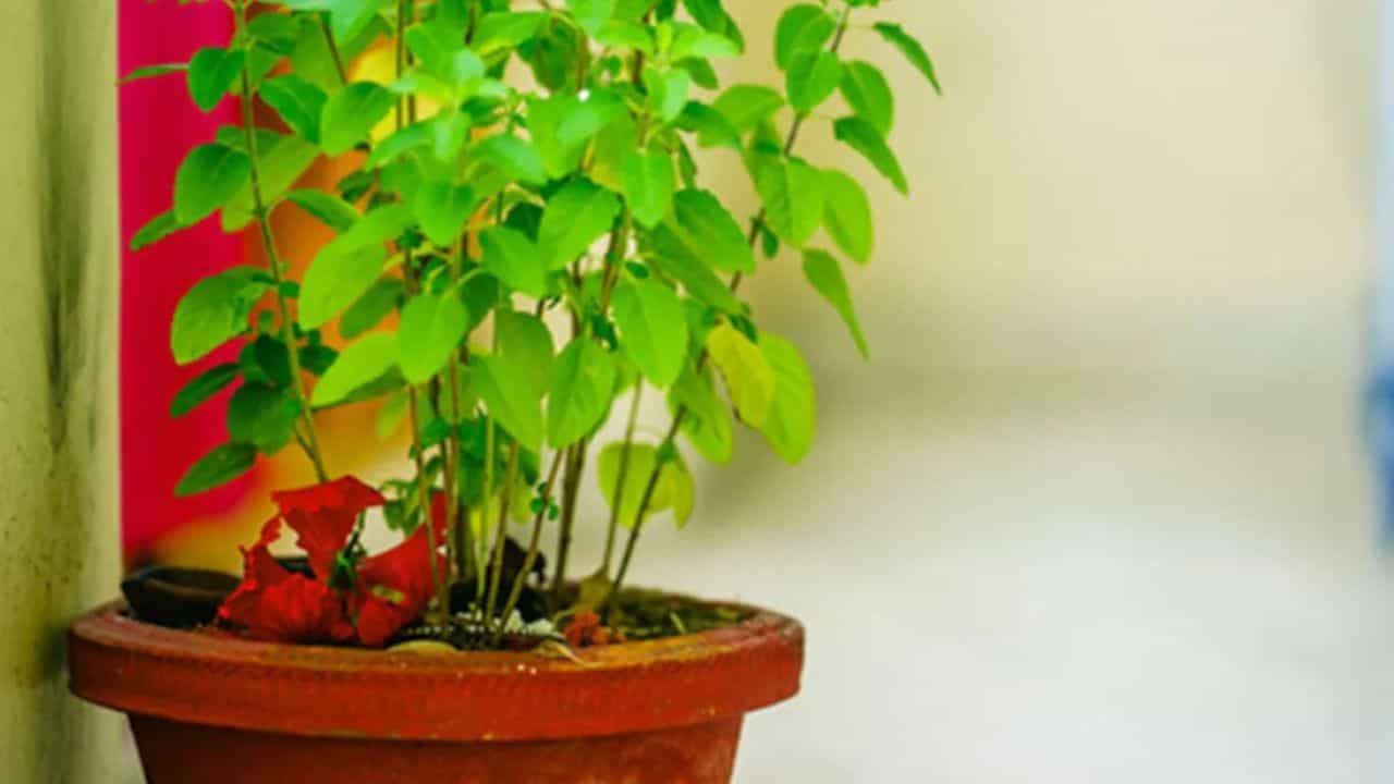Tulsi Puja 2024: সংক্রান্তির দিন তুলসী পাতা ভুলেও ছিঁড়বেন না! পুজো কীভাবে করবেন, জানুন Tulsi Puja 2024: সংক্রান্তির দিন তুলসী পাতা ভুলেও ছিঁড়বেন না! পুজো কীভাবে করবেন, জানুন