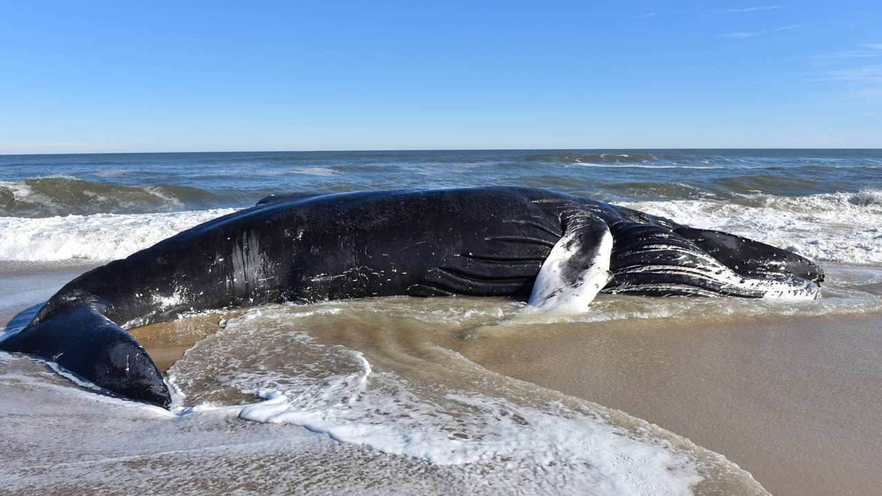 জীবিত তিমির থেকেও বিপজ্জনক মৃত তিমি, যে কোনও সময় বিস্ফোরণ হয় নিথর দেহে!