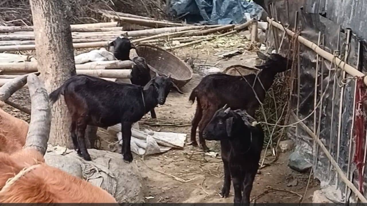 Balurghat: ছাগলকে বাঁচাতে গিয়ে রক্তাক্ত হলেন বাড়ির বউ, গ্রামে এখন তাড়া করে ফিরছে সেই আতঙ্ক