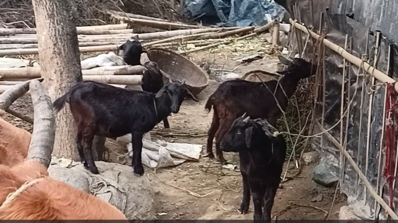 Balurghat: ছাগলকে বাঁচাতে গিয়ে রক্তাক্ত হলেন বাড়ির বউ, গ্রামে এখন তাড়া করে ফিরছে সেই আতঙ্ক