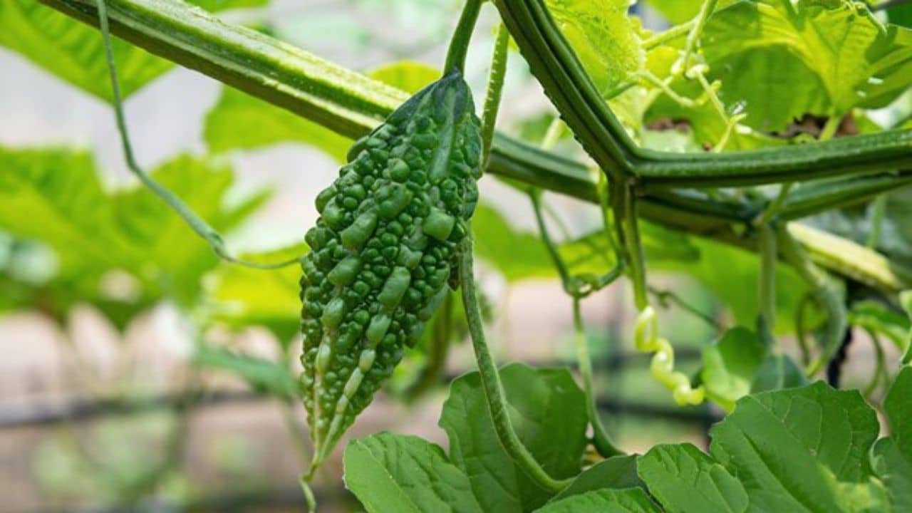 Bitter Gourd In Home: পছন্দের বাগানে উচ্ছে লতা বেড়ে উঠছে? বাস্তুমতে বিপদ দ্বিগণ হয় এই অপয়া গাছের গুণে