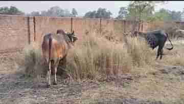 Cattle Smuggling: ছোট্ট পরিসরে ঠাসাঠাসি, গাদাগাদি করে রাখা! কন্টেনারে পাচার হচ্ছিল ১০৩টি গরু