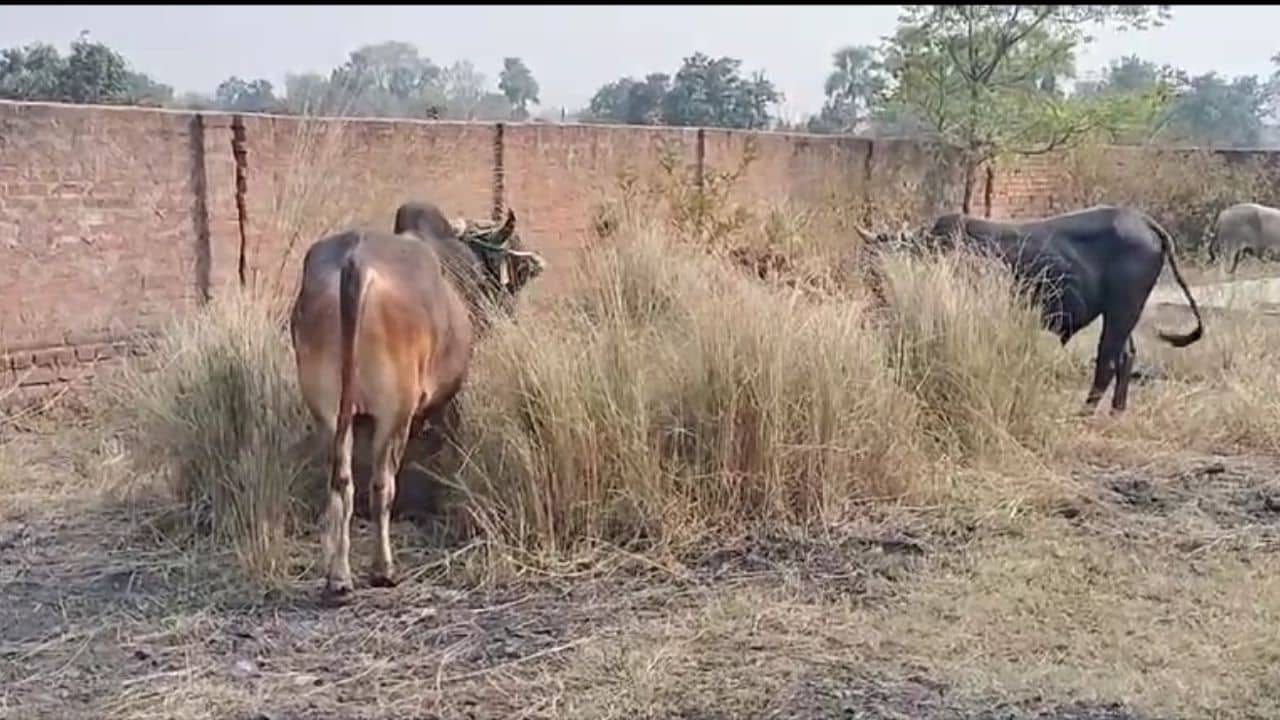 Cattle Smuggling: ছোট্ট পরিসরে ঠাসাঠাসি, গাদাগাদি করে রাখা! কন্টেনারে পাচার হচ্ছিল ১০৩টি গরু