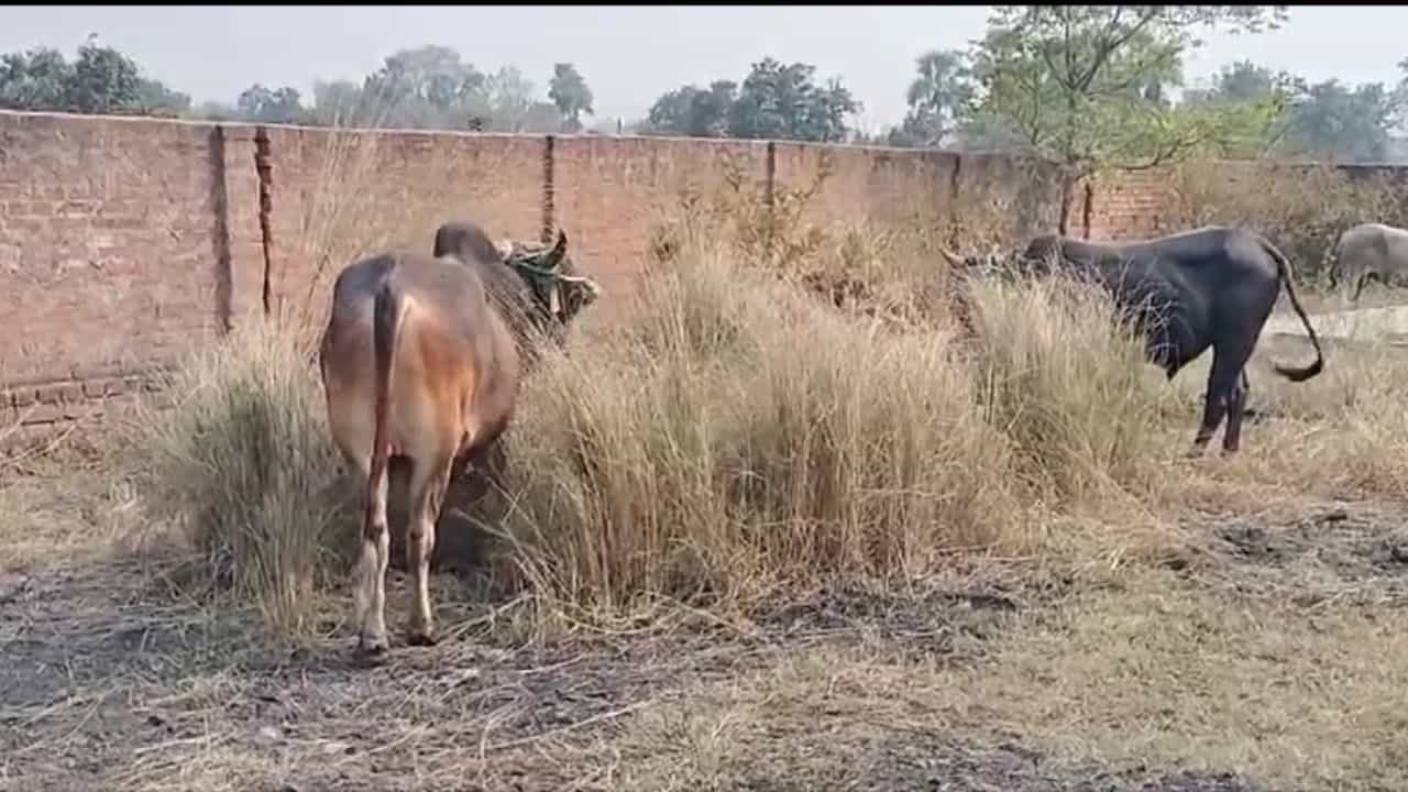 Cattle Smuggling: ছোট্ট পরিসরে ঠাসাঠাসি, গাদাগাদি করে রাখা! কন্টেনারে পাচার হচ্ছিল ১০৩টি গরু Cattle Smuggling: ছোট্ট পরিসরে ঠাসাঠাসি, গাদাগাদি করে রাখা! কন্টেনারে পাচার হচ্ছিল ১০৩টি গরু