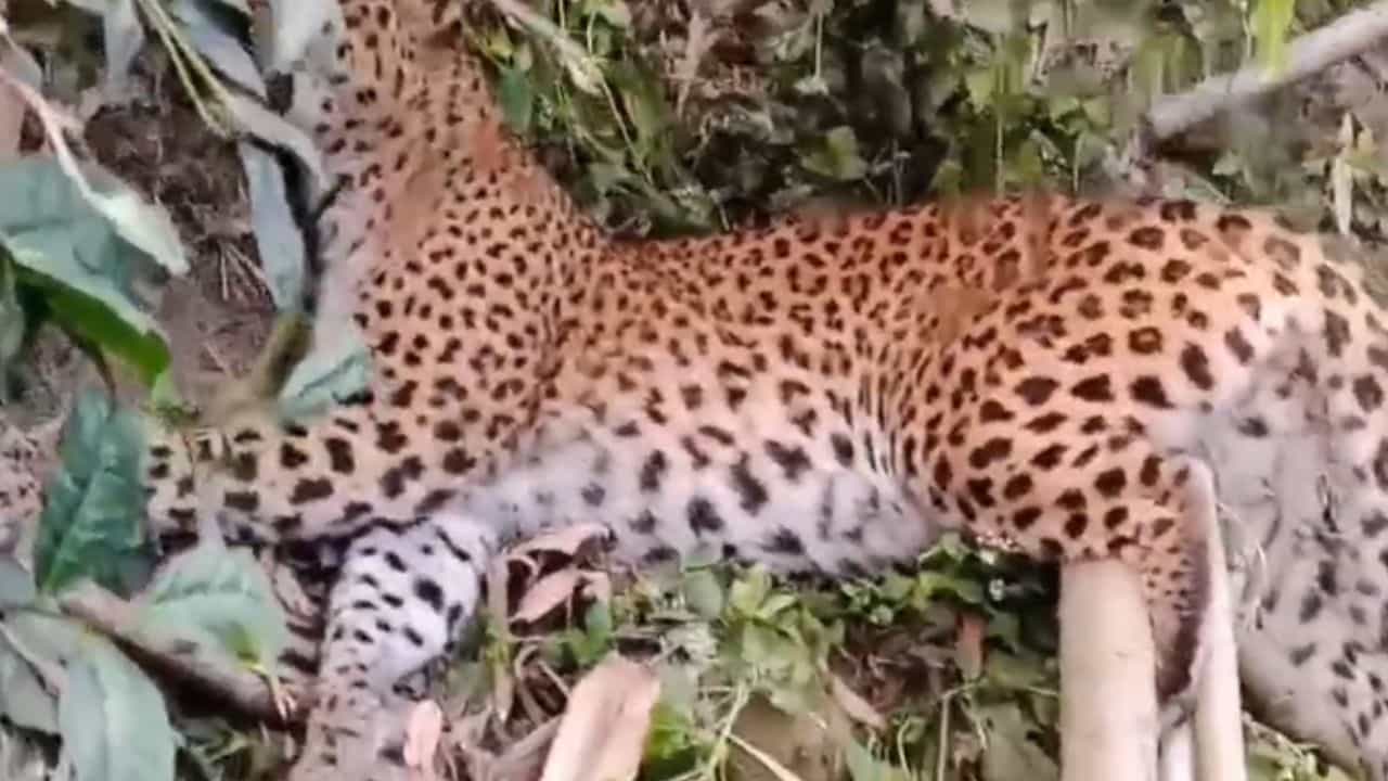 Leopard: মালবাজারে চিতাকে বাগে আনতে গুলি করে মারলেন বনকর্মীরা Leopard: মালবাজারে চিতাকে বাগে আনতে গুলি করে মারলেন বনকর্মীরা