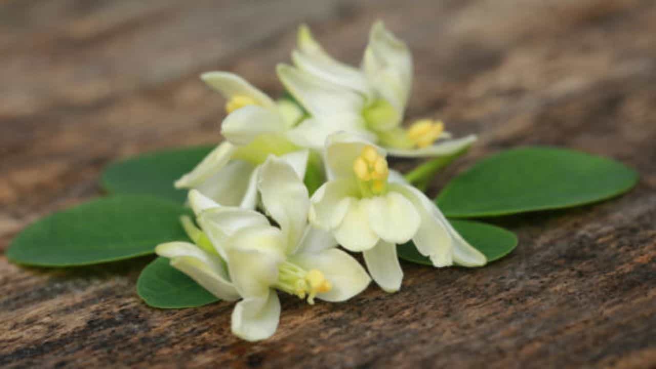 সজনে ফুলের সঙ্গে বন্ধুত্ব পাতান, বসন্তের রোগ থেকে বাঁচবেন আর বাড়বে যৌন মিলনের ইচ্ছেও সজনে ফুলের সঙ্গে বন্ধুত্ব পাতান, বসন্তের রোগ থেকে বাঁচবেন আর বাড়বে যৌন মিলনের ইচ্ছেও