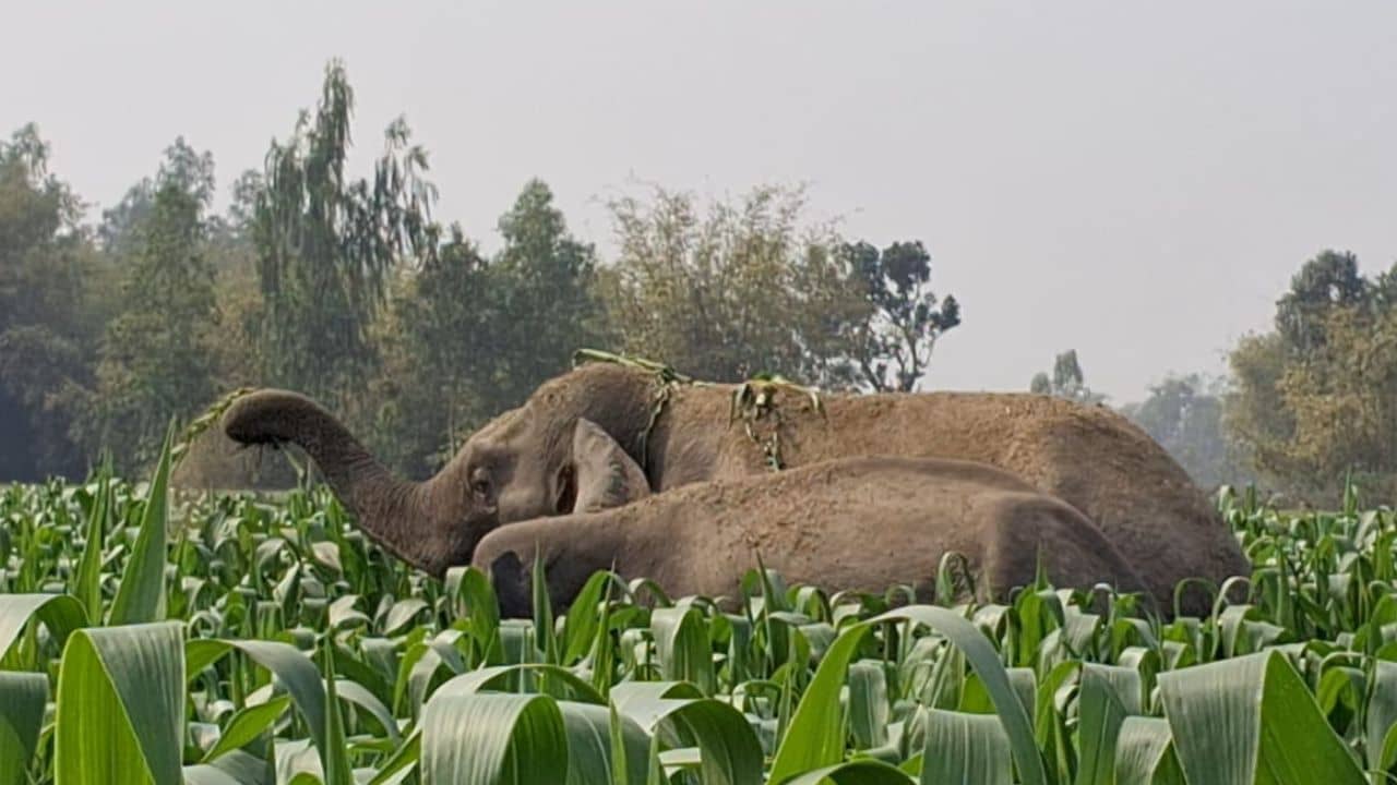 Elephant News: পরিচয়পত্র লাগে না ওদের, শুঁড় দুলিয়েই বাংলাদেশে ঢুকে পড়ল ভারতের হাতি