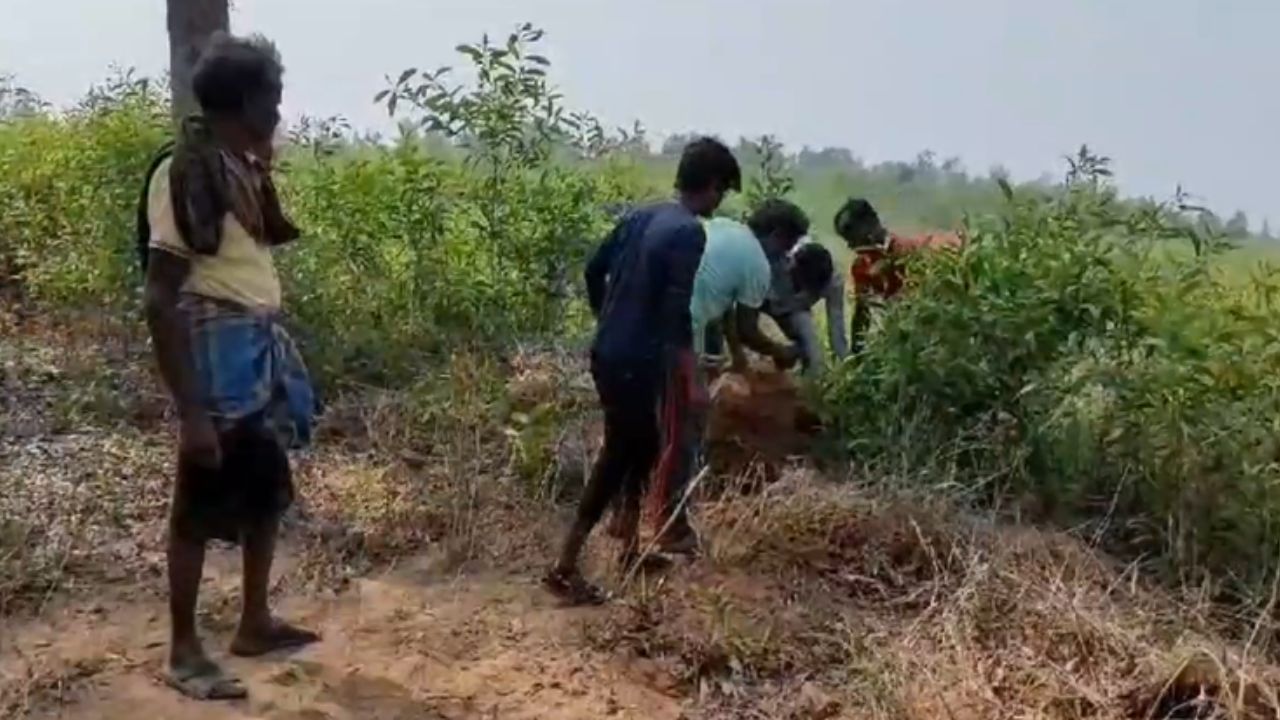 Bankura: গাছ কেটে তৈরি হচ্ছিল রাস্তা,  স্কুলের বিরুদ্ধে কড়া পদক্ষেপ বন দফতরের