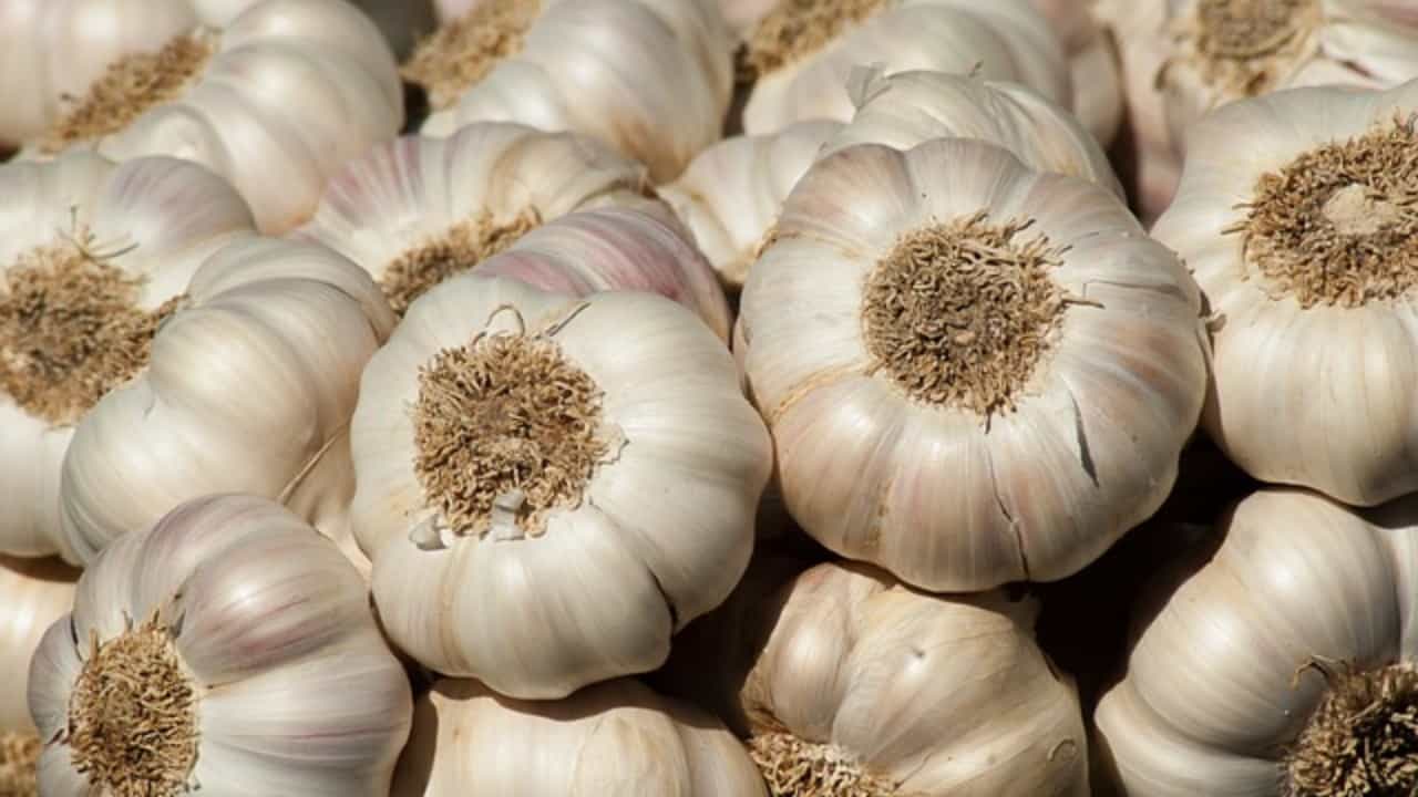 Garlic Prices: সোনার দরে কিনতে হচ্ছে রসুন! কবে কমবে চড়া দাম? Garlic Prices: সোনার দরে কিনতে হচ্ছে রসুন! কবে কমবে চড়া দাম?