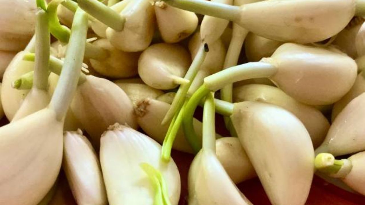 Garlic cloves কেন রোজ সকালে দু কোয়া করে রসুন খাওয়া উচিত আপনার