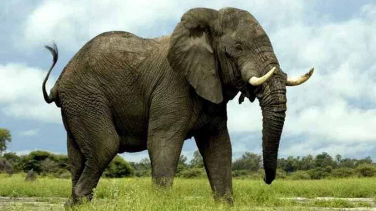 Elephant Attack: হেঁটেই যাচ্ছিলেন বাঘ সুমারিতে, পিষে দিয়ে গেল বুনো হাতি