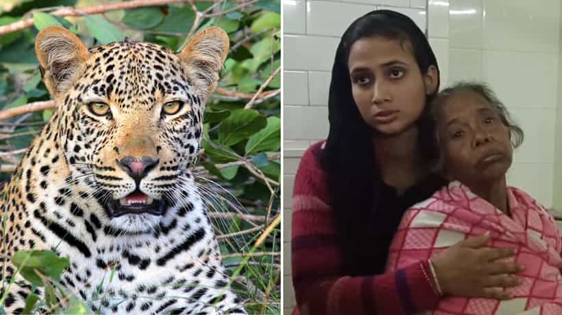 Leopard Attack: ডুয়ার্সের জঙ্গলে চিতাবাঘের সঙ্গে ঘণ্টাখানেকের অসম লড়াই বৃদ্ধার, যে ডার্ক-হর্স, সেই জিতল...