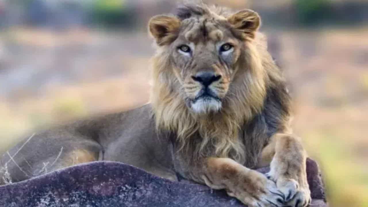 Lioness Name Controversy: সিংহীর নাম কেন 'সীতা'? বিতর্কের আবহেই সাসপেন্ড ত্রিপুরার বনকর্তা Lioness Name Controversy: সিংহীর নাম কেন 'সীতা'? বিতর্কের আবহেই সাসপেন্ড ত্রিপুরার বনকর্তা