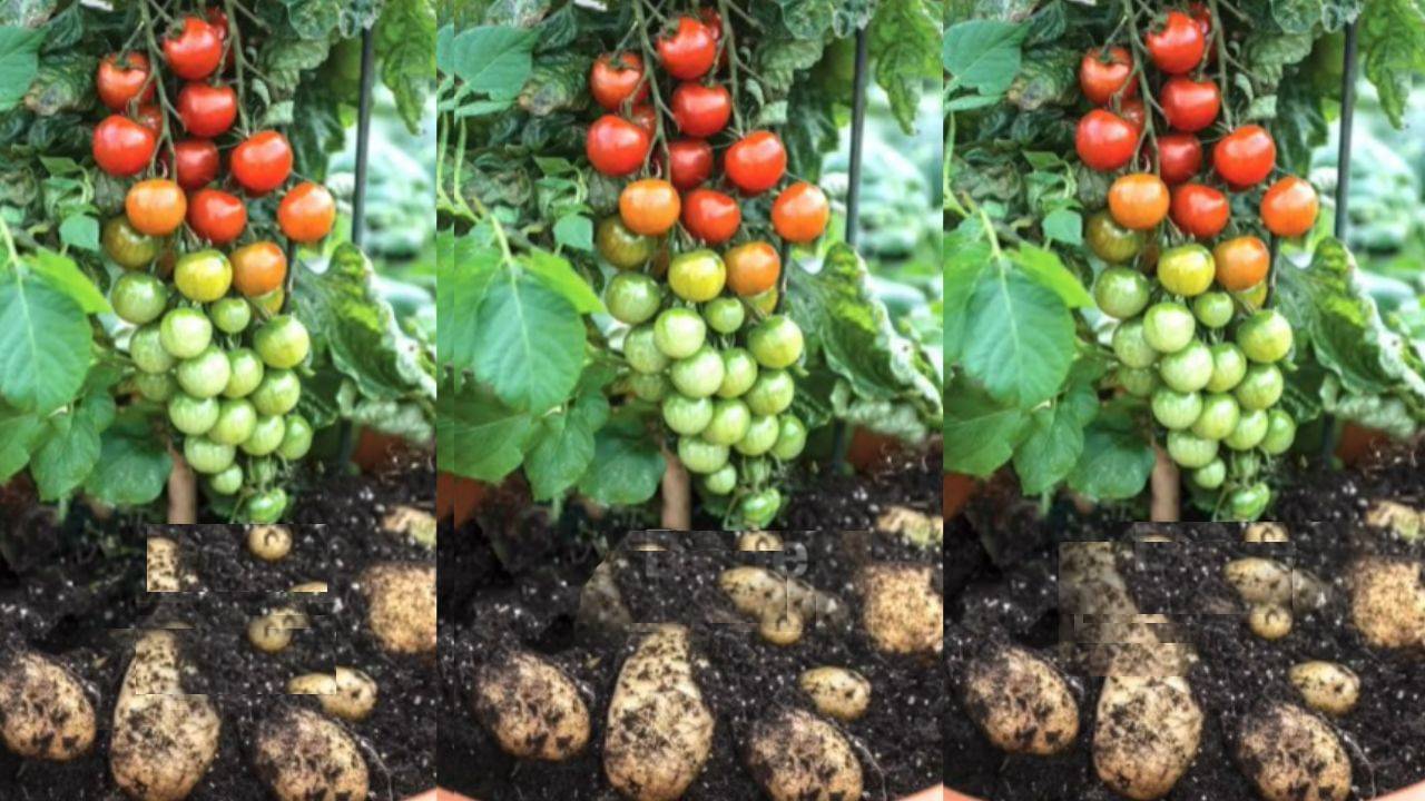 VIDEO: একই গাছে টম্যাটোও ফলছে, আবার আলুও! অসাধ্য সাধন করে দেখাল এই জাদুকর গাছ