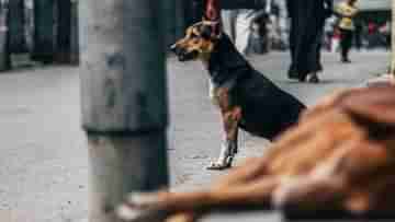 Dog Attack: একরত্তি বাচ্চাকে দিল্লির রাস্তায় ছিঁড়ে খেল এক ঝাঁক পথকুকুর