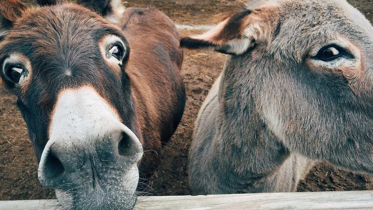 Donkey Skin Trade: যৌবন ধরে রাখতে প্রতি বছর 'খুন' হচ্ছে ৬০ লক্ষ গাধা! Donkey Skin Trade: যৌবন ধরে রাখতে প্রতি বছর 'খুন' হচ্ছে ৬০ লক্ষ গাধা!