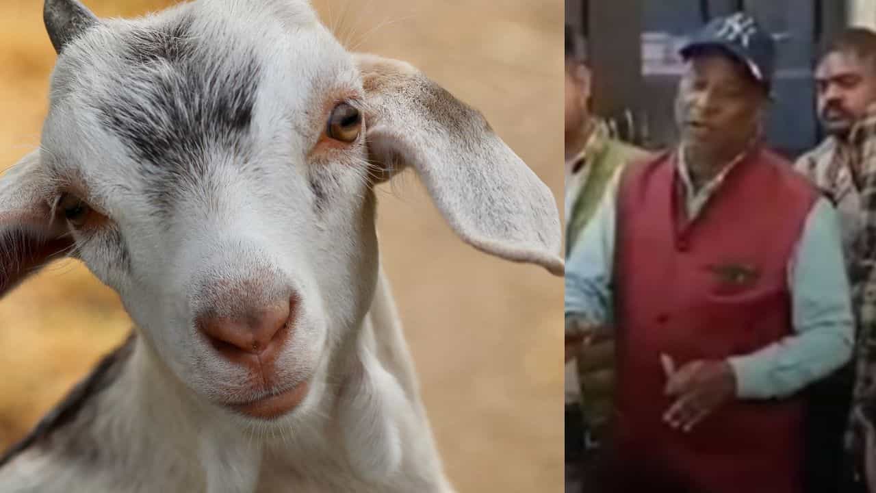 Goat Theft: ১৮ লাখি গাড়িতে চেপে এসে ১২০ কেজির ছাগল চুরি করল চোর, নাওয়া-খাওয়া ভুললেন বিজেপি নেতা Goat Theft: ১৮ লাখি গাড়িতে চেপে এসে ১২০ কেজির ছাগল চুরি করল চোর, নাওয়া-খাওয়া ভুললেন বিজেপি নেতা
