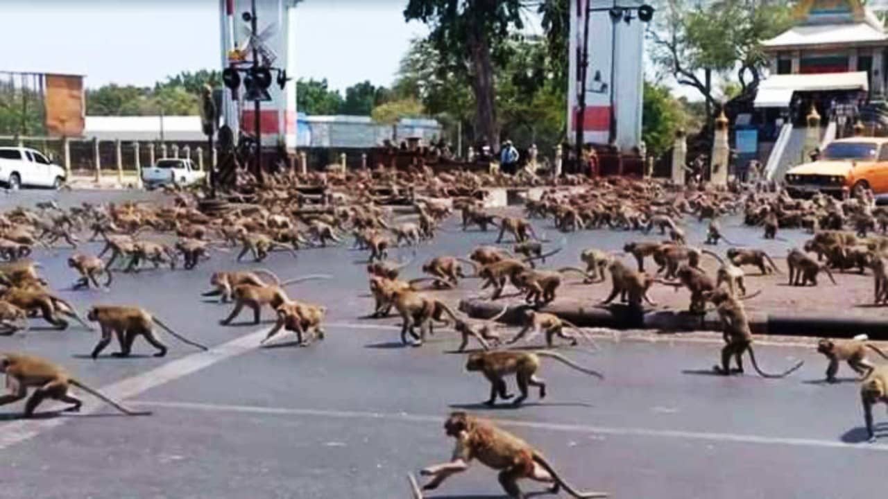 City of Monkeys: ৩০,০০০ বানরের জন্য তৈরি হচ্ছে আস্ত এক শহর! গভীর উদ্বেগে মানুষ
