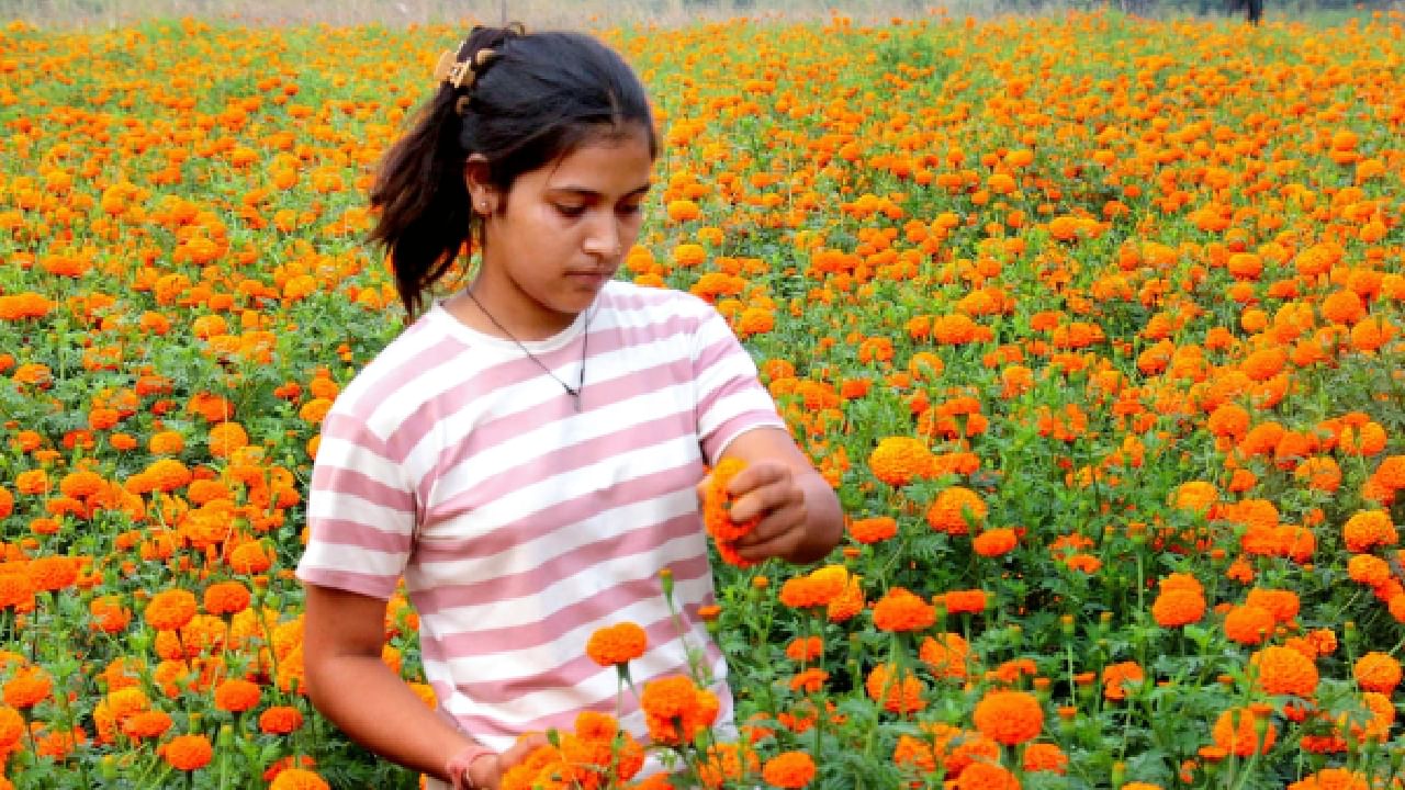 শীতকালে ত্বকে শুষ্কতার সমস্যা দেখা দেয়। এই সমস্যা থেকে মুক্তি দিতে সাহায্য করে গাঁদা। এর সঙ্গে মধু ও দুধের সর মিশিয়ে মাখলে কাজ হবে। (ছবি:PTI) 