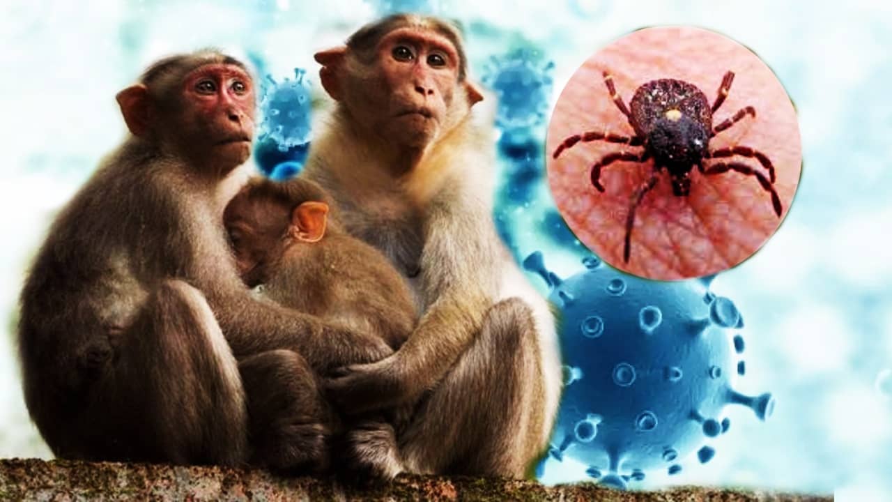 Monkey fever: আতঙ্কের নয়া নাম মাঙ্কি ফিভার! কর্নাটকে প্রাণ কাড়ল ২ জনের