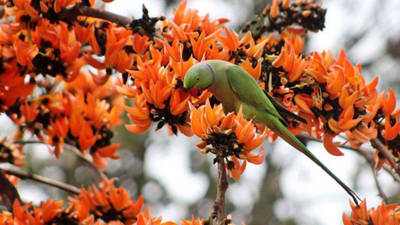 Phalgun 2024: ফাগুনের হাওয়ায় মনকে করুন শান্ত, উন্নতির জন্য এ মাসে কী কী করবেন না!