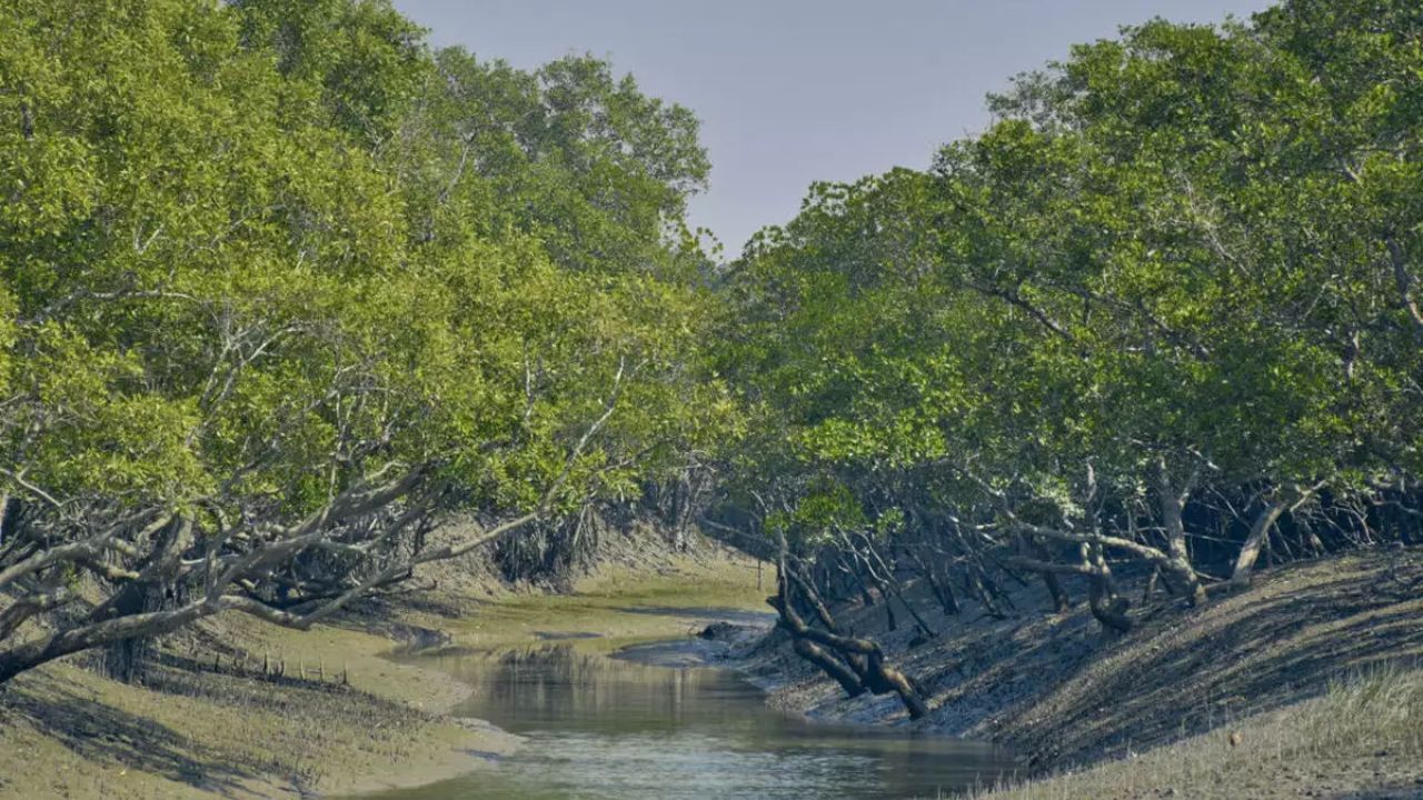 Sundarban: বড় চমক রয়েছে সুন্দরবনে, শুধু রয়্যাল-বেঙ্গল নয়, পর্যটকরা এবার দেখতে পাবেন এদেরও