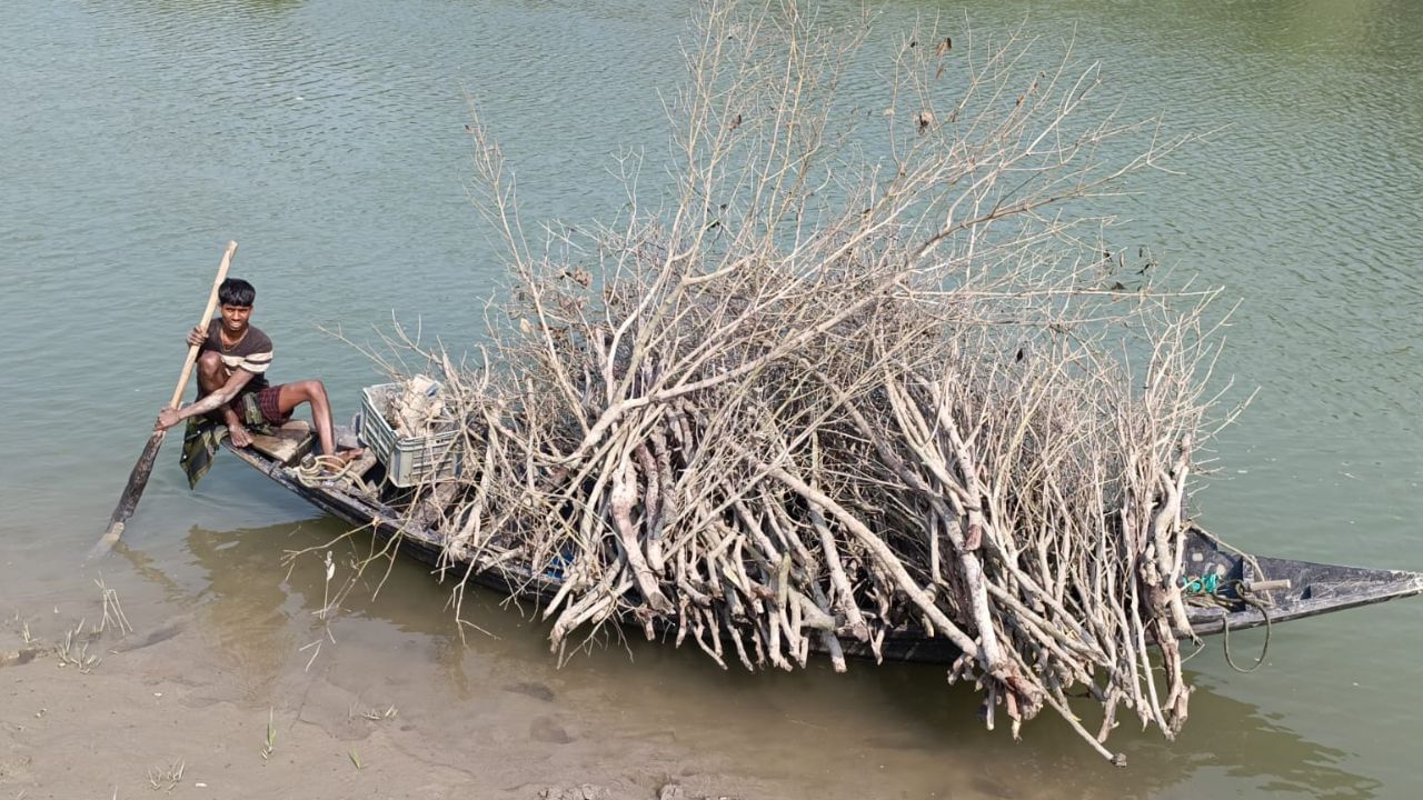 Sundarban: বলা-কওয়ার 'সিন' নেই! সুন্দরবনে দিনের বেলায় চলছে একের পর এক 'গাছ-খুন'