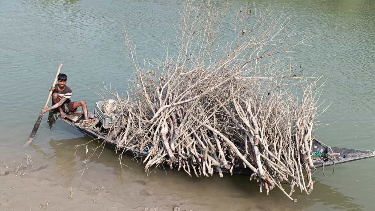 Sundarban: বলা-কওয়ার 'সিন' নেই! সুন্দরবনে দিনের বেলায় চলছে একের পর এক 'গাছ-খুন' Sundarban: বলা-কওয়ার 'সিন' নেই! সুন্দরবনে দিনের বেলায় চলছে একের পর এক 'গাছ-খুন'