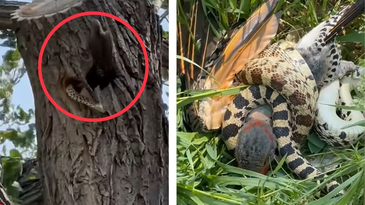 Snake killed Bird video: শেষ শ্বাস পর্যন্ত লড়াই চালিয়েছে, বাচ্চাদের বাঁচাতে নাগপাশে দম ফুরলো মায়ের!