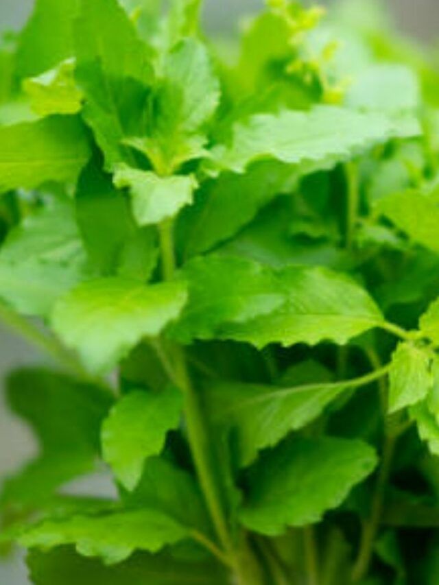 গরমে রোজ খেতেই হবে তুলসী পাতা