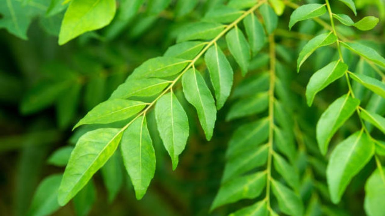 ফ্রি র‍্যাডিকেলের সঙ্গে লড়াই করে কারি পাতা। এতে ক্যানসারের মতো রোগের ঝুঁকিও কমে। সকাল থেকে খালি পেটে কারি পাতার জল খেলে দেহে জমে থেকে টক্সিন বেরিয়ে যায়। এতেই রোগের ঝুঁকি কমে।