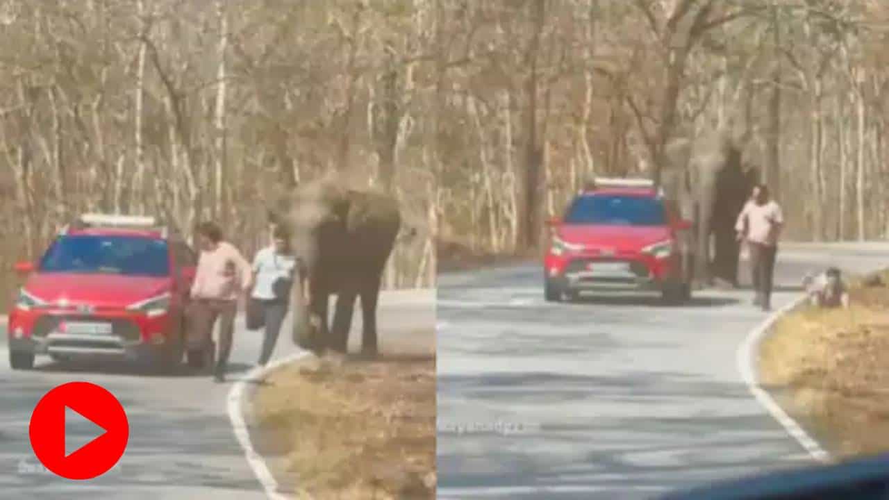 Elephant Attack Video: হাতির সঙ্গে সেলফি! পরিণতি হাড়ে হাড়ে টের পেলেন দুই ব্যক্তি