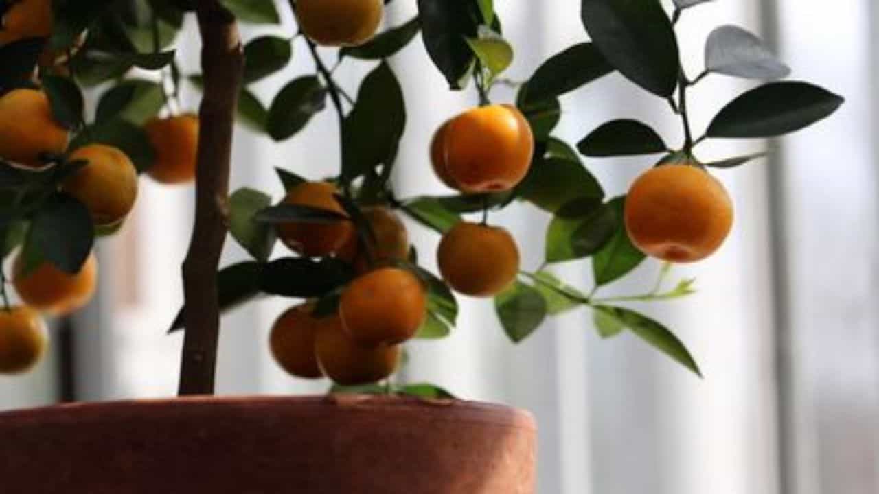 Vastu Tree in Home: বাস্তুভিটেতে এই ফলের গাছ লাগালেই উধাও হবে অভাব-অশান্তি! চুম্বকের মতো আসবে অর্থ-সম্পদ Vastu Tree in Home: বাস্তুভিটেতে এই ফলের গাছ লাগালেই উধাও হবে অভাব-অশান্তি! চুম্বকের মতো আসবে অর্থ-সম্পদ