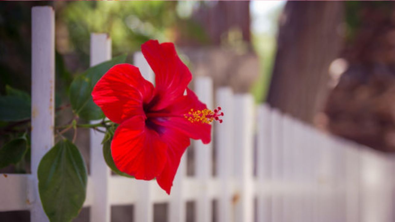 Vastu Tips for Hibiscus flower বাড়িতে এক জবা ফুলেই কাটবে সব বিপদ