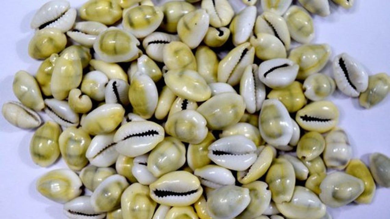 হলুদ কড়ি হল দেবী লক্ষ্মীর প্রিয় একটি জিনিস। তাই যখনই লক্ষ্মীর পুজো হবে,তখন হলুদ কড়ি অবশ্যই ব্যবহার করা হয়। আর বাড়িতে যদি হলুদ কড়ি না থাকে, তাহলে সাদা কড়ির উপর হলুদ রঙ লাগিয়ে পুজোর ঘরে রাখতে পারেন। 