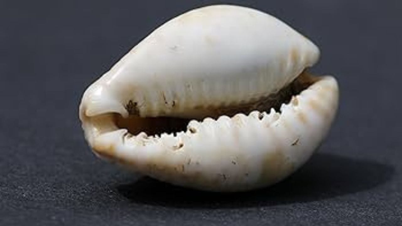 সস্তা ও বিরল হলেও লক্ষ্মীর এই প্রিয় হলুদ ও সাদা কড়ি হিন্দুধর্মশাস্ত্রে অত্যন্ত গুরুত্বপূর্ণ একটি উপাদান। ঠাকুরঘরে লক্ষ্মীর ঝাঁপিতে এই ছোট ছোট সাদা ও হলুদ কড়ি থাকলে সর্বদা আশীর্বাদ বর্ষিত হয় বলে মনে করা হয়। শুধু তাই নয় দেবীলক্ষ্মীকে ঘরে স্থায়ী স্থান দেওয়ার জন্য ঠাকুরঘরে অবশ্যই এই কড়ি রাখা জরুরি।