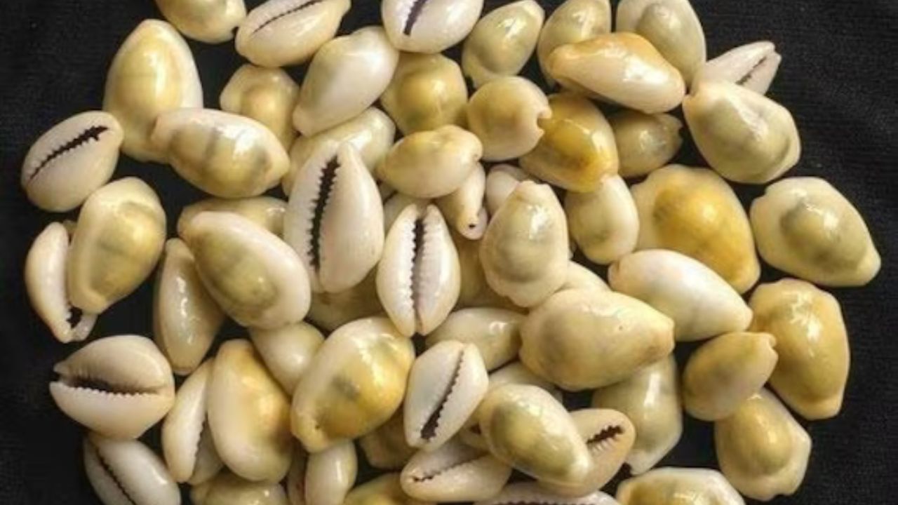 বাড়িতে যদি লক্ষ্মীর থান ও ঝাঁপি স্থাপন করা থাকে, তাহলে প্রথমে কড়িগুলিকে কেশর বা হলুদের দ্রবণে ভিজিয়ে রাখুন। পুজোর পর দুটি কড়ি লাল কাপড়ের বিভিন্ন অংশে বেঁধে রাখুন। এরপর সেই বাণ্ডিলটি পুজোর ঘরে রেখে দিন। অর্থপ্রাপ্তি হতে পারে আপনার। 