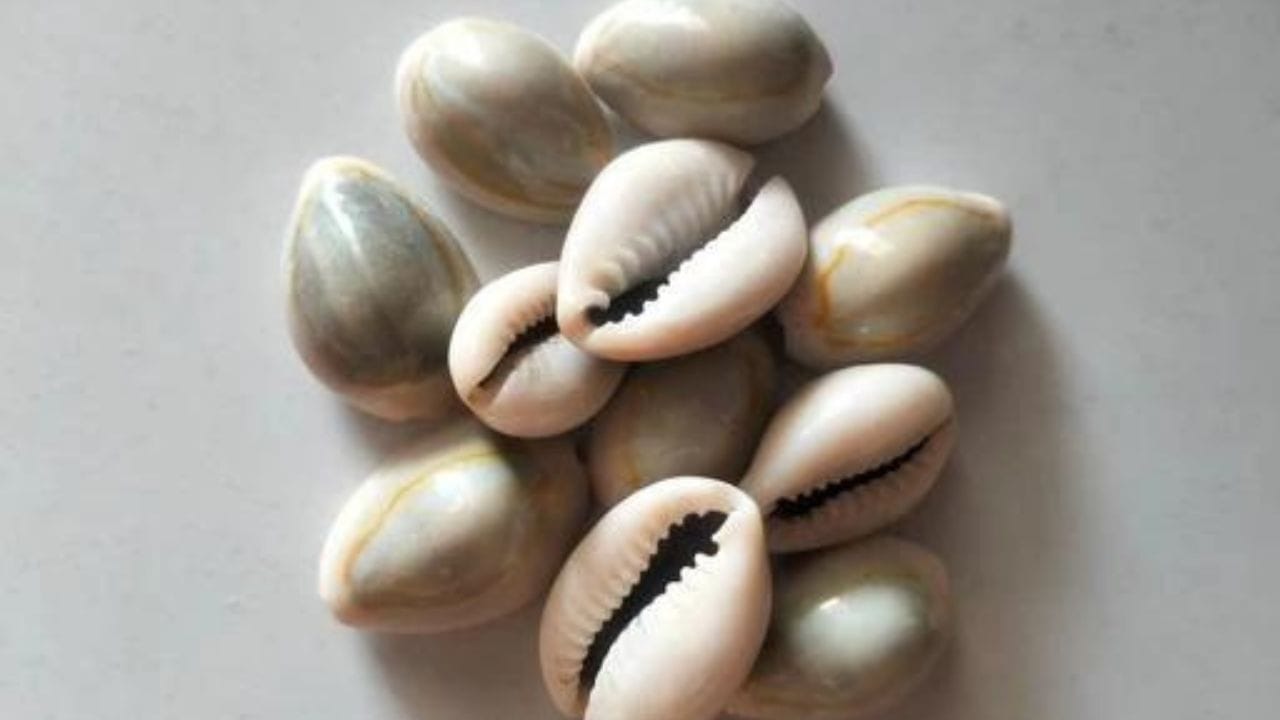 শুক্রবার হলুদ রঙের কাপড়ে গরু রাখলে হলুদ কাপড়ে ১১টি গাভীর মূর্তি বেঁধে উত্তর দিকে রাখুন। এতে আর্থিক লাভের পাশাপাশি দেবী লক্ষ্মীর আশীর্বাদও পেতে পারেন। কড়ি রাখার পর দক্ষিণ দিকে মুখ করে কুবের দেবের মন্ত্র ১০৮ বার জপ করুন।