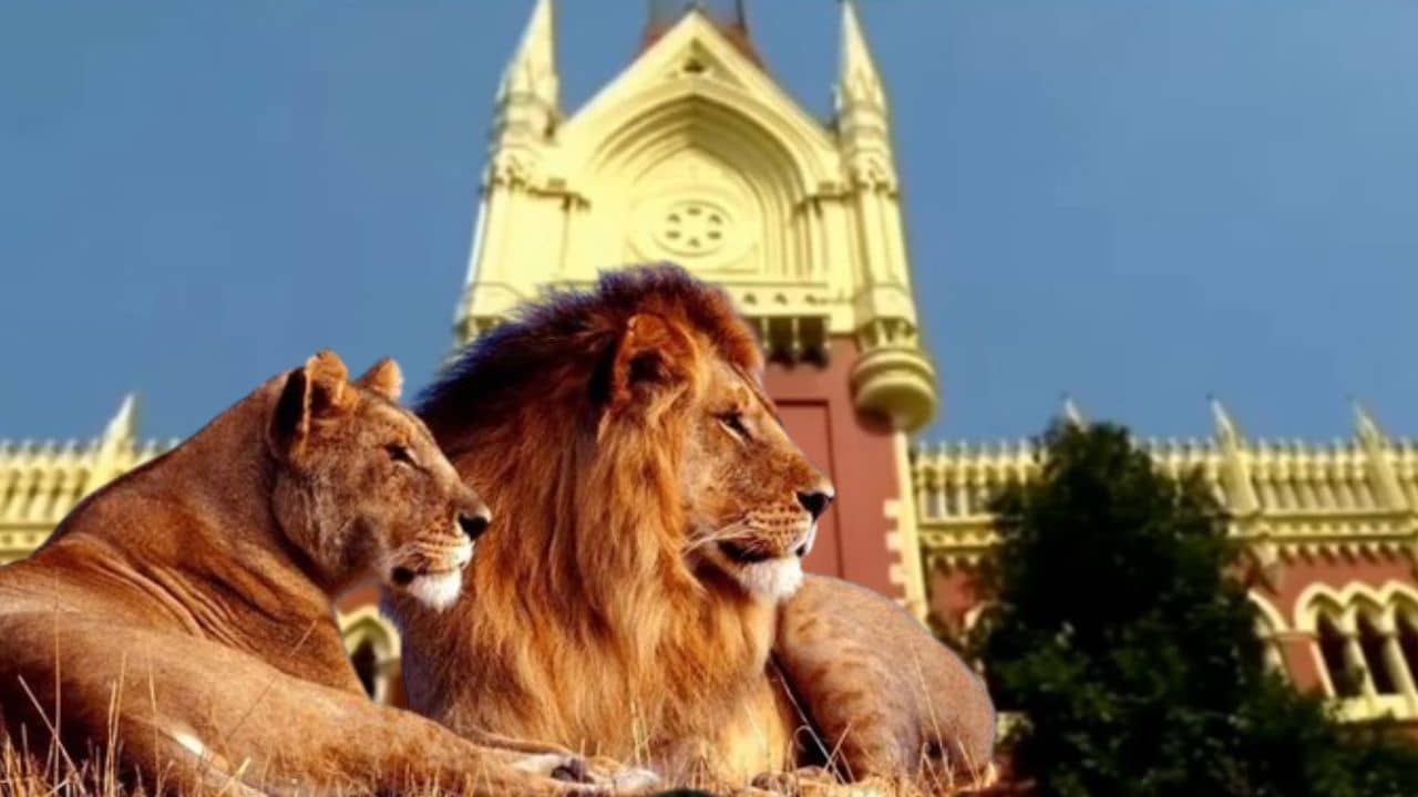 Lion Name Case: দেবদেবীর নামে কি সিংহের নামকরণ সম্ভব?, মামলা গড়াল হাইকোর্টের প্রধান বিচারপতির বেঞ্চে