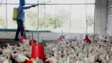 Bird Flu: ফের আতঙ্ক ছড়াচ্ছে বার্ড ফ্লু, এই রোগের উপসর্গ জানুন