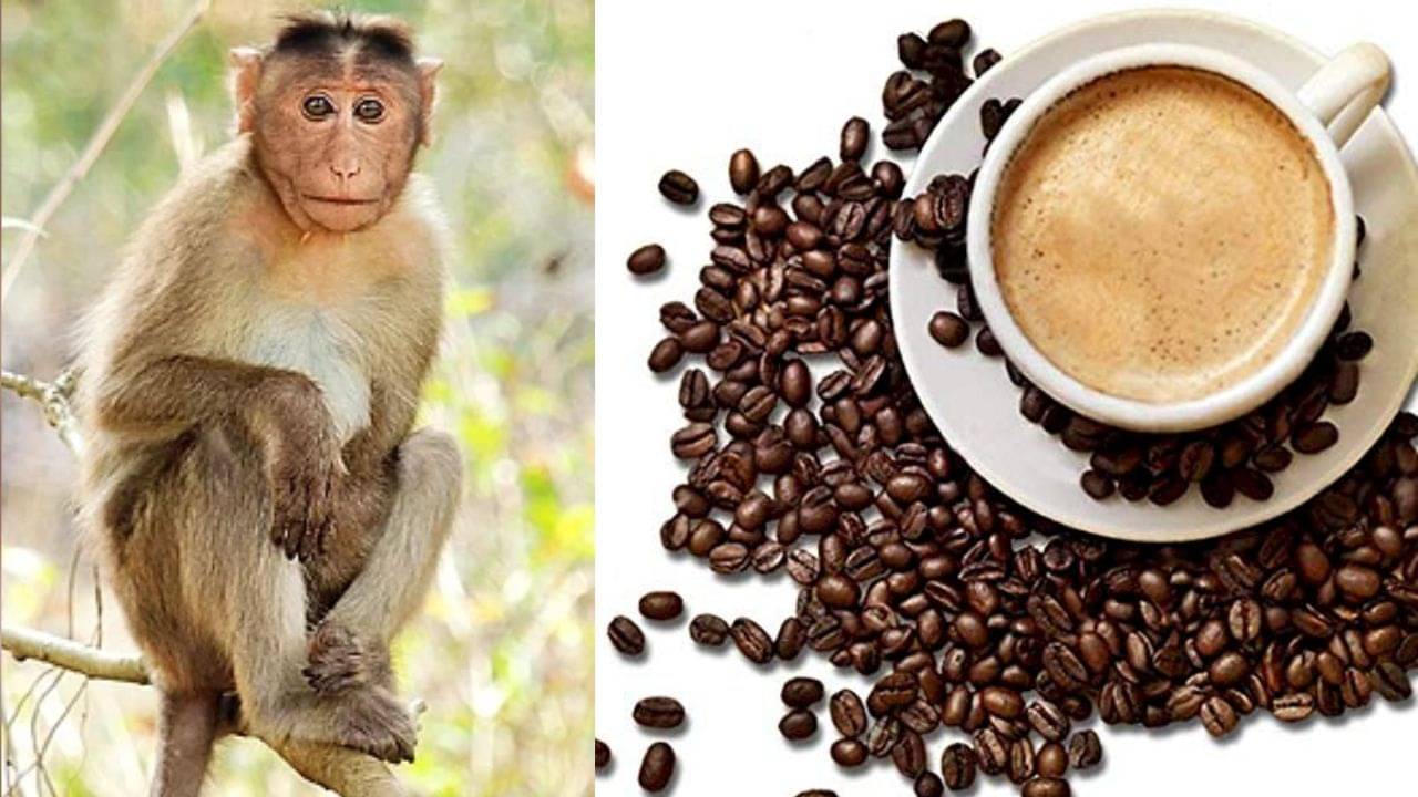 Monkey spit coffee: ভারতের দামি কফি বাঁদরের থুতু থেকে তৈরি, কোথায় পাবেন?