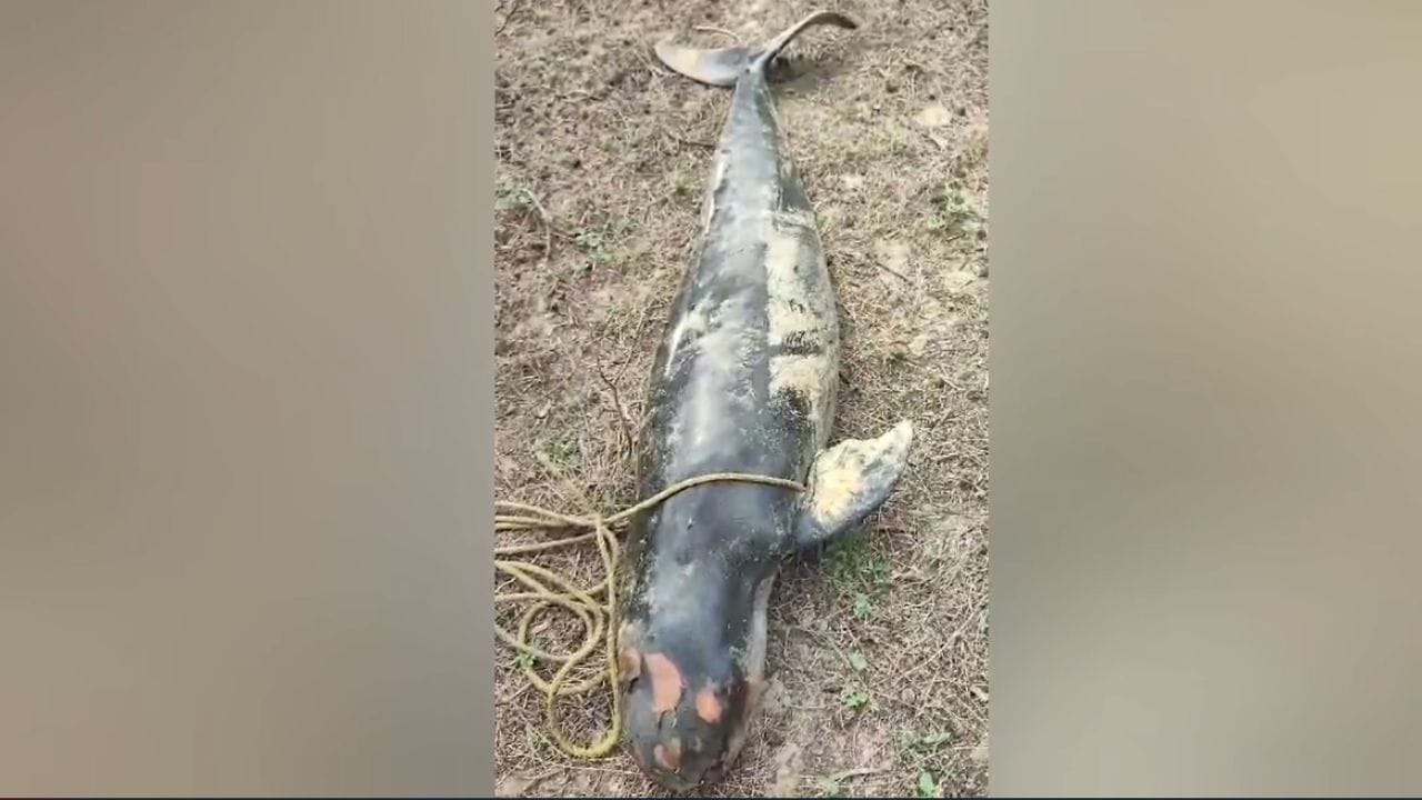 large-image-dolphin