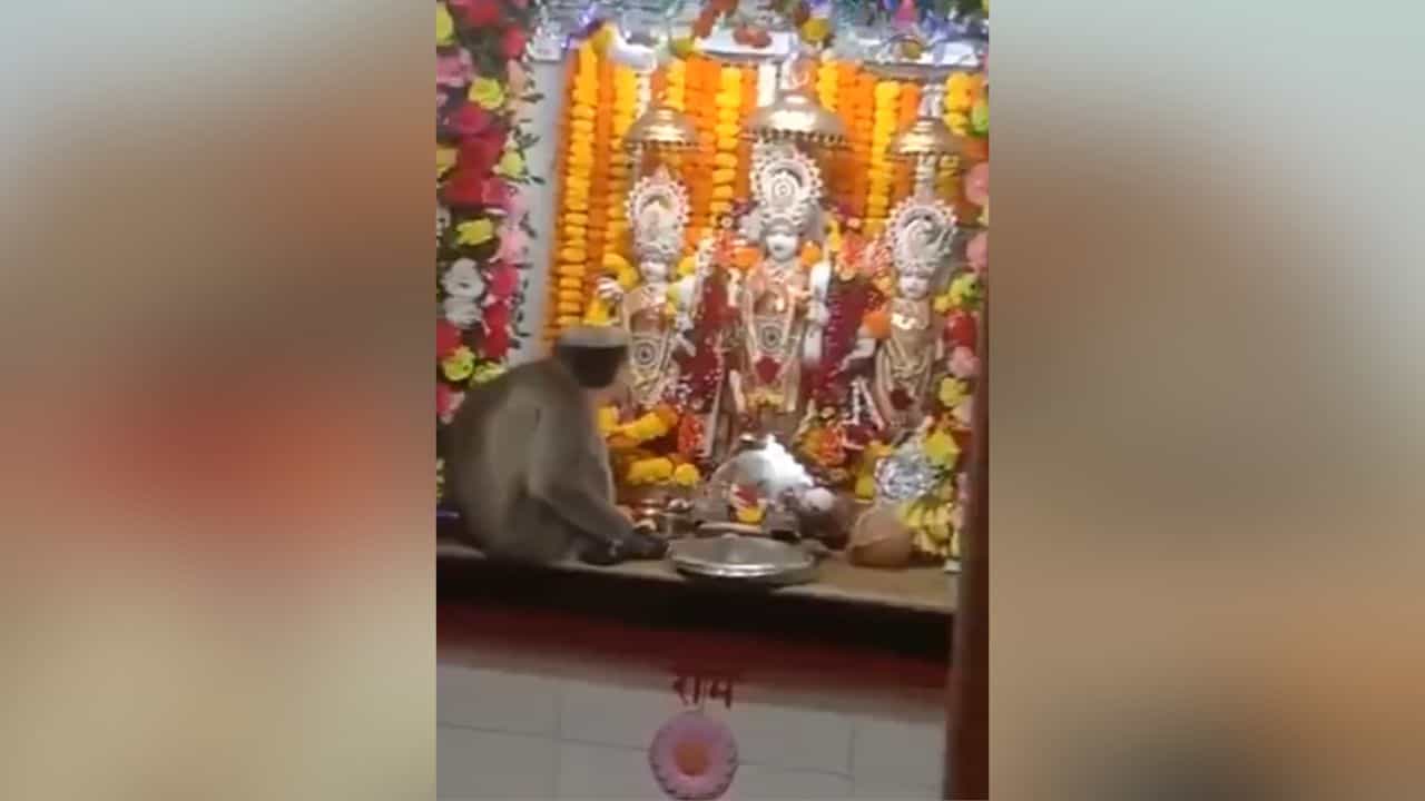 Video: রাম মন্দিরে ঢুকে নৈবেদ্য ছেড়ে বিগ্রহকে প্রণাম করছে হনুমান, ভাইরাল ভিডিয়ো Video: রাম মন্দিরে ঢুকে নৈবেদ্য ছেড়ে বিগ্রহকে প্রণাম করছে হনুমান, ভাইরাল ভিডিয়ো