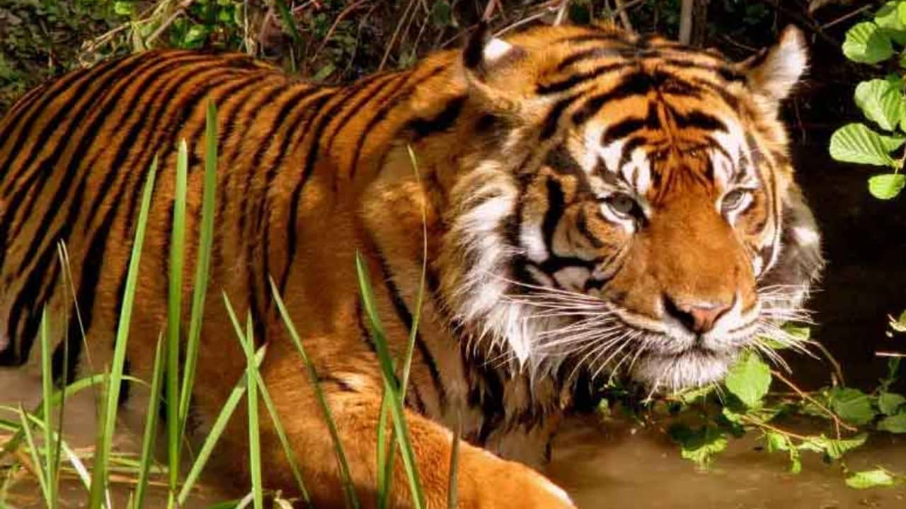 Royal Bengal Tiger Attack: নৌকা থেকেই টেনে নিয়ে গেল জঙ্গলে, বাঘে-মানুষের ভয়ানক লড়াই সুন্দরবনে